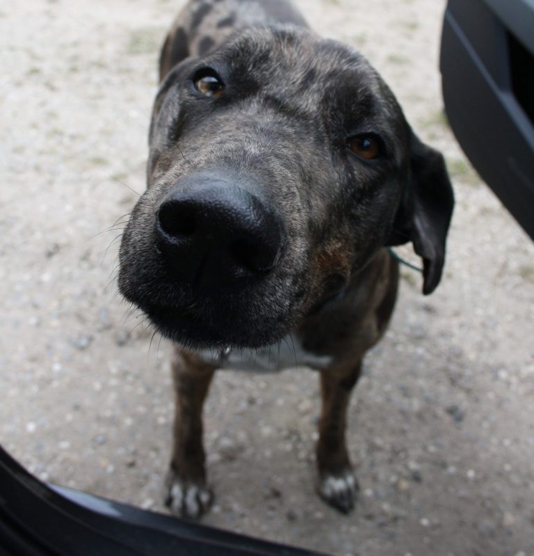 Hofhund Kira